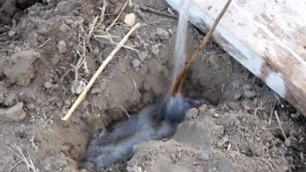 가을에 구덩이에서 자두 뿌리를 물에 담근 모습 — 비디오