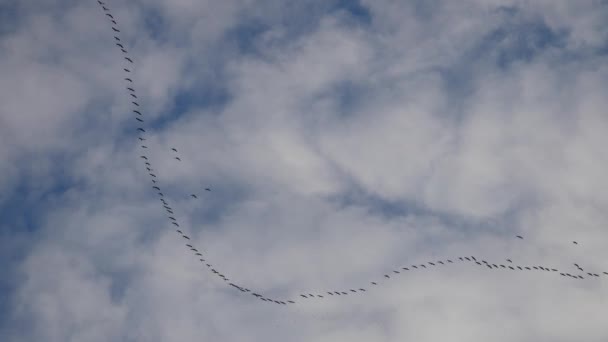 Klíče jeřábů létají na podzim po modré obloze — Stock video
