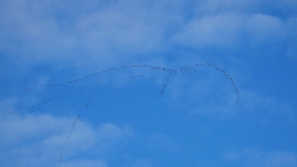 Klíče jeřábů létají na podzim po modré obloze — Stock video