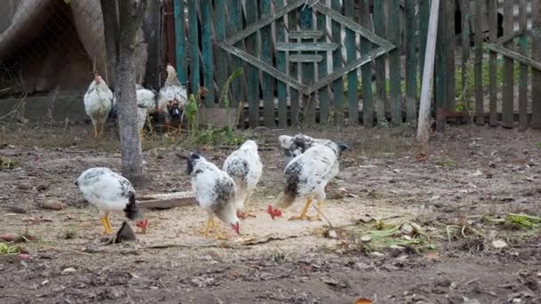 Varios pollos ligeros picotean el grano — Vídeo de stock