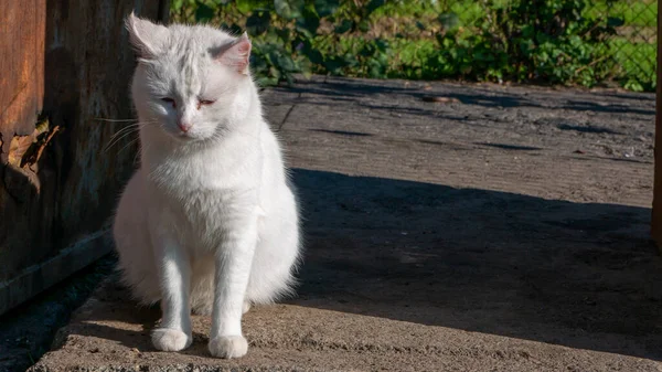 Snow-white medium-sized homeless street sad cat sitting