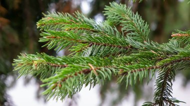 Birkaç yemyeşil ladin dalı, köknar, noel ağacı.