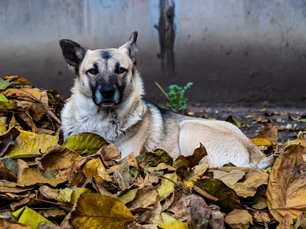 狗躺在秋天的草叶上 凝视着前方 — 图库照片