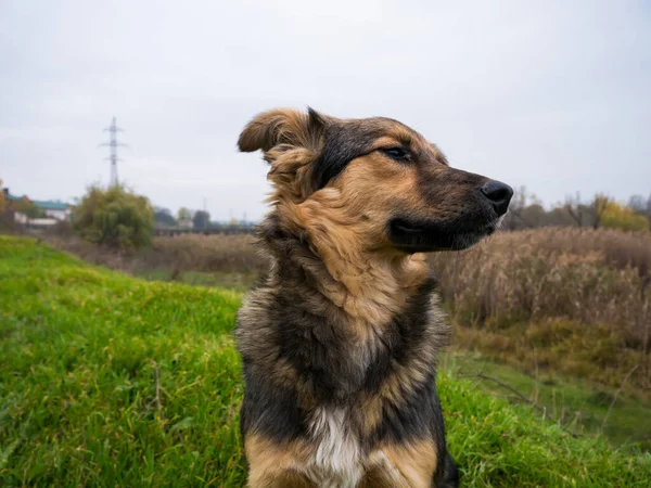 緑の自然を背景に座っているシャギー犬 — ストック写真