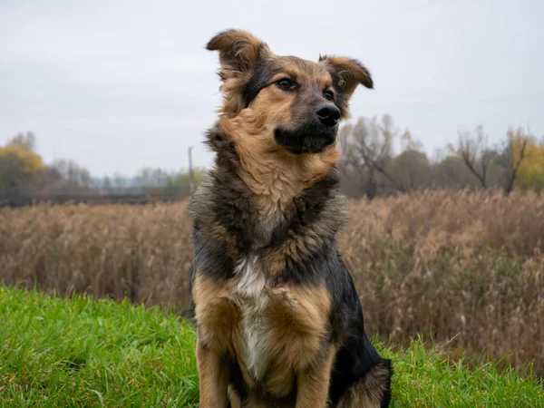 Yeşil Bir Arka Planda Oturan Tüylü Köpek — Stok fotoğraf