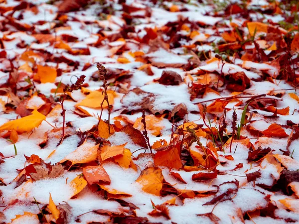 Autumn orange leaves are covered with snow — Stock Photo, Image