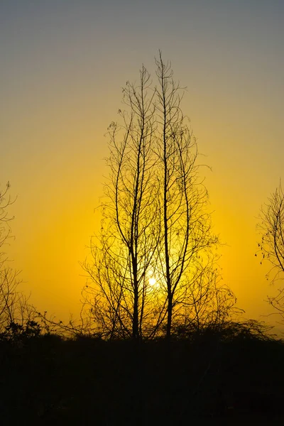Sunrises Saudi Arabia Golden Sky Silhouette Trees — Stock Photo, Image