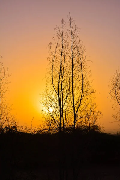 Sunrises Saudi Arabia Orange Sky Silhouette Trees — Stock Photo, Image
