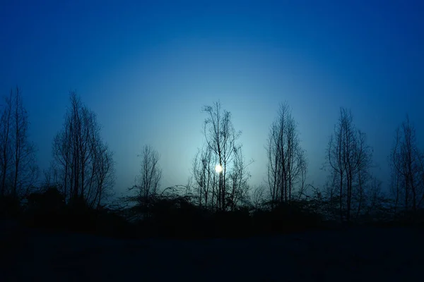 Vacker Nattscen Med Blå Himmel Och Siluett Träd — Stockfoto