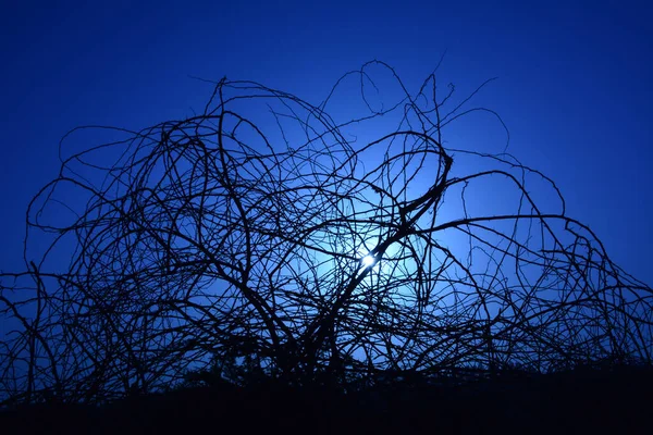 Hermosa Escena Nocturna Con Cielo Azul Siluetas —  Fotos de Stock
