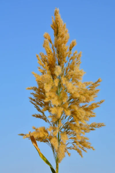 Beautiful Grass Flower Background Texture Clear Blue Sky — Stock Photo, Image