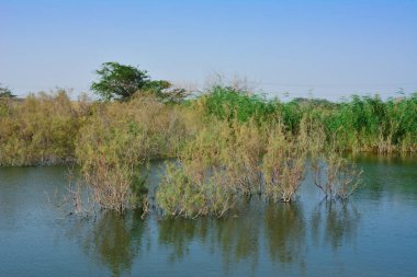 Göldeki ağacın yansıması