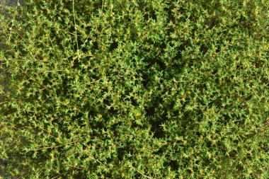 Küçük yabani çiçek bitkisi tam çerçeve dokusu arkaplanı