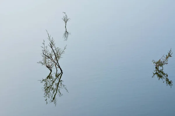 Reflejo Del Árbol Lago —  Fotos de Stock