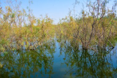Göl, güzel sarı yaprakları yansıtır.
