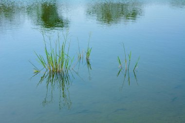 Çimen ve yansıma gölde
