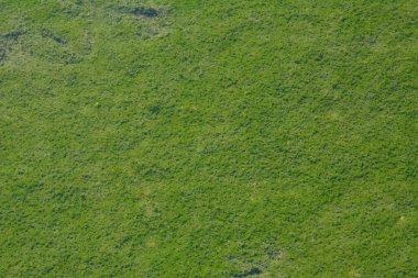 Su çiçeği arkaplan ikilisi