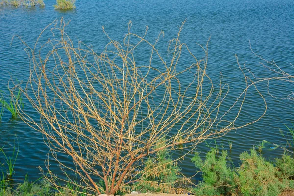 Leafless Tree Lake Shore — Stock Photo, Image