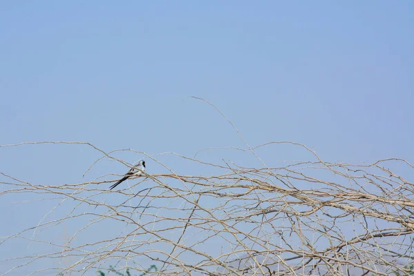 Namaqua Dove Oena Capensis Sentado Sobre Árbol Sin Hojas Arabia — Foto de Stock