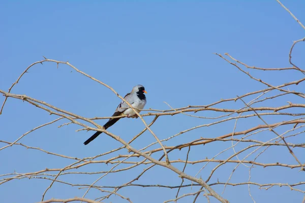 Namaqua Dove Oena Capensis Sitting Leafless Tree Saudi Arabia — Stock Photo, Image