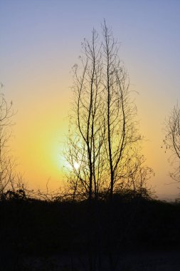 Turuncu gökyüzü ve siluet ağaçlarıyla Suudi Arabistan 'da gün doğumları