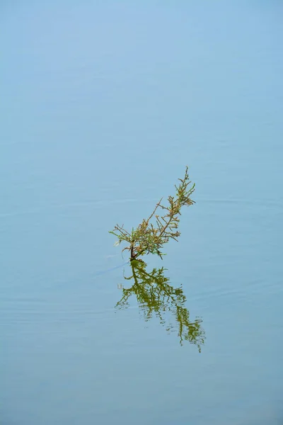 Трава Отражение Озере — стоковое фото