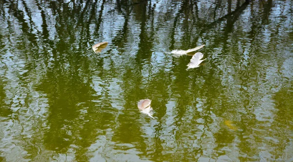 Pluma Ave Superficie Del Agua —  Fotos de Stock