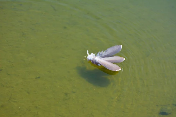 Vogelfeder Auf Wasseroberfläche — Stockfoto