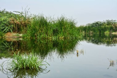 Yeşil vadi çöl gölü