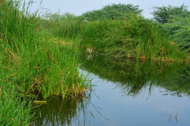 Yeşil vadi çöl gölü