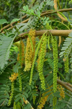 Jeddah 'dan yabani çiçek