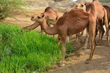 Bir grup deve ot yiyor.