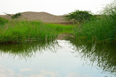Çimen ve yansıma gölde