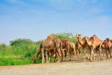 Bir grup deve ot yiyor.