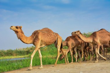 Jeddah 'da bir grup Camel.