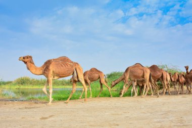 Bir grup deve ot yiyor.