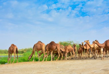 Bir grup deve ot yiyor.