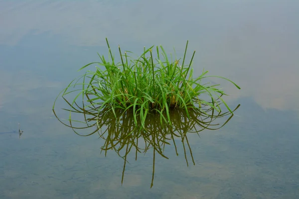 Grass Reflection Lake — Stock Photo, Image