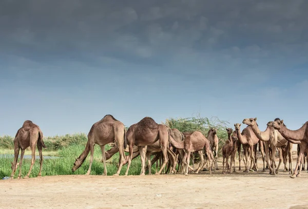 Bir grup deve ot yiyor.