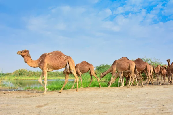 Bir grup deve ot yiyor.