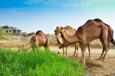 Bir grup deve ot yiyor.