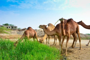 Bir grup deve ot yiyor.