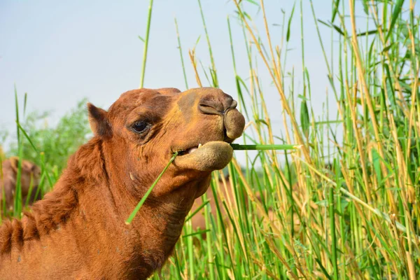 Chameau Manger Herbe Gros Plan — Photo