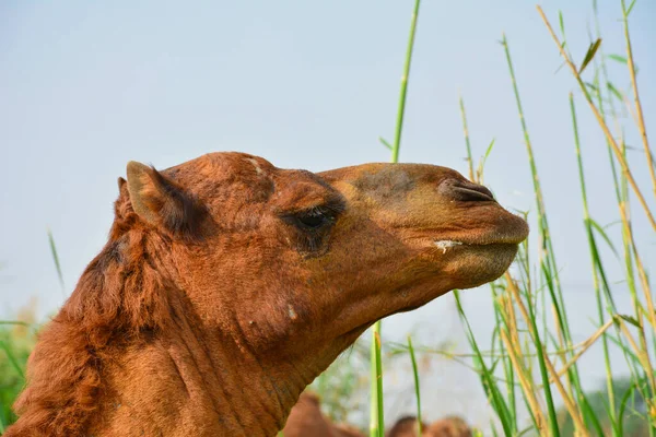 Camelo Comer Grama Closeup Tiro — Fotografia de Stock