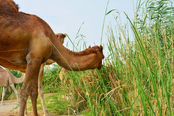 Camelo Comer Grama Closeup Tiro — Fotografia de Stock