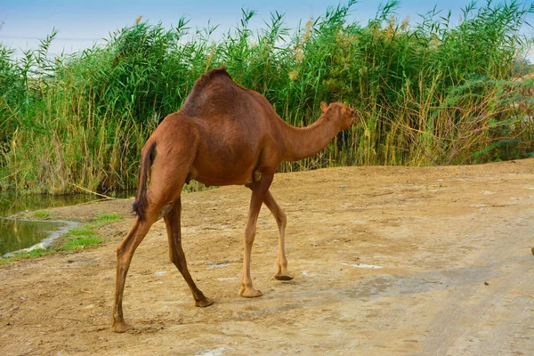 Зображення Єдиного Верблюда Йде — стокове фото