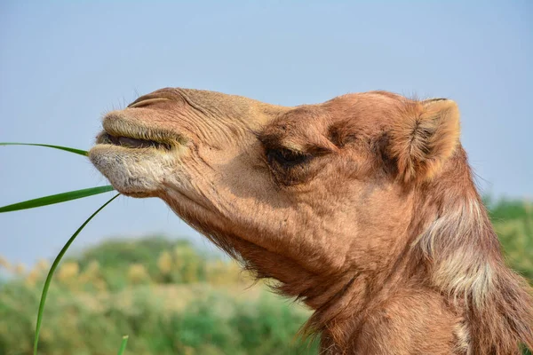 Camelo Comer Grama Closeup Cabeça Tiro — Fotografia de Stock