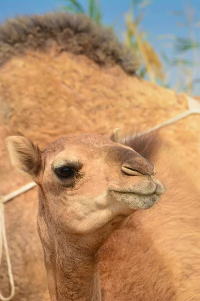 赤ちゃんラクダのクローズアップショット — ストック写真