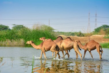 Jeddah 'daki çöldeki develer.