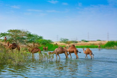 Jeddah 'daki çöldeki develer.